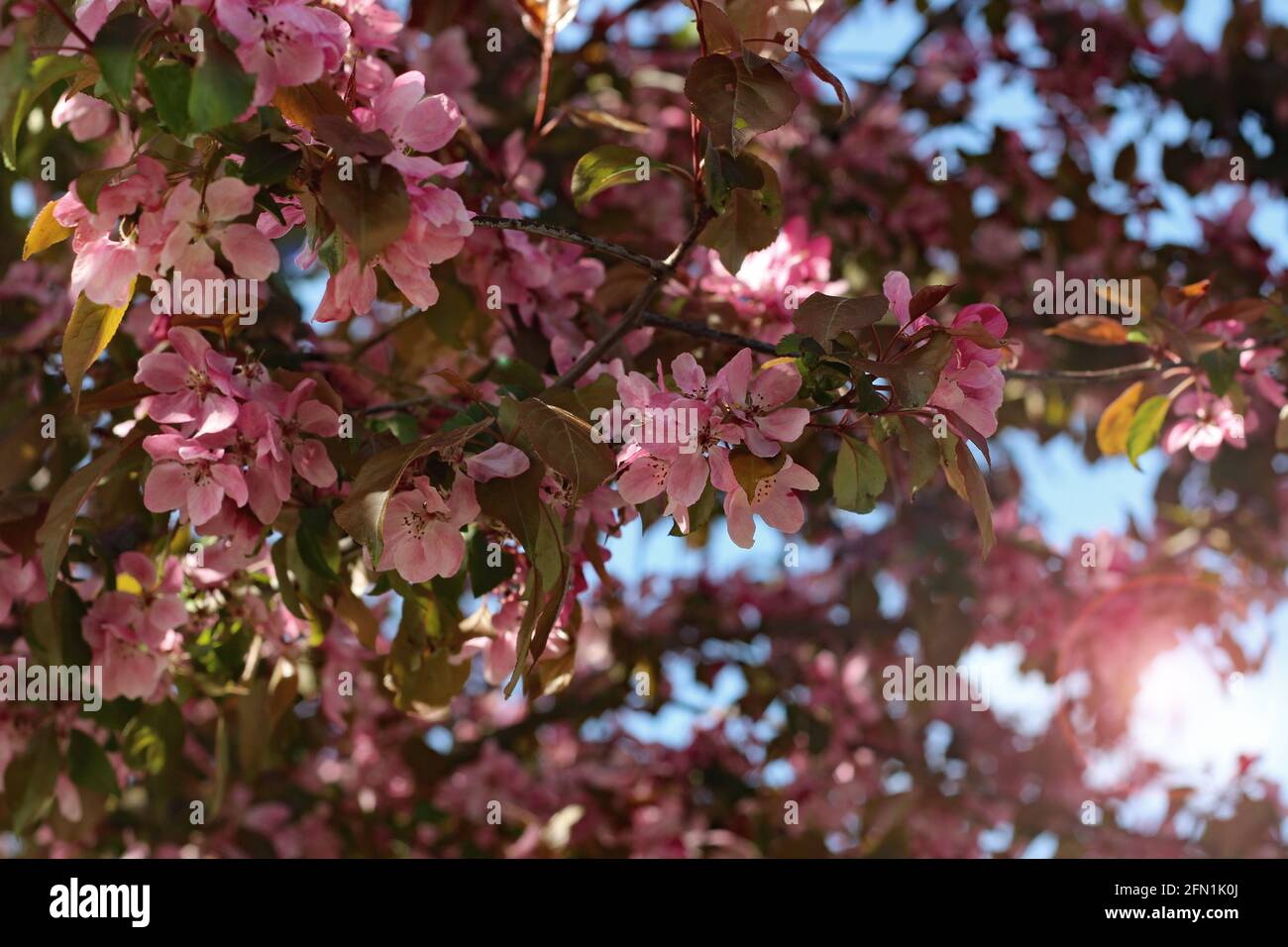 The lovely dark pink flowers of 'malus veitch's scarlet', an ornamental apple tree. Stock Photo