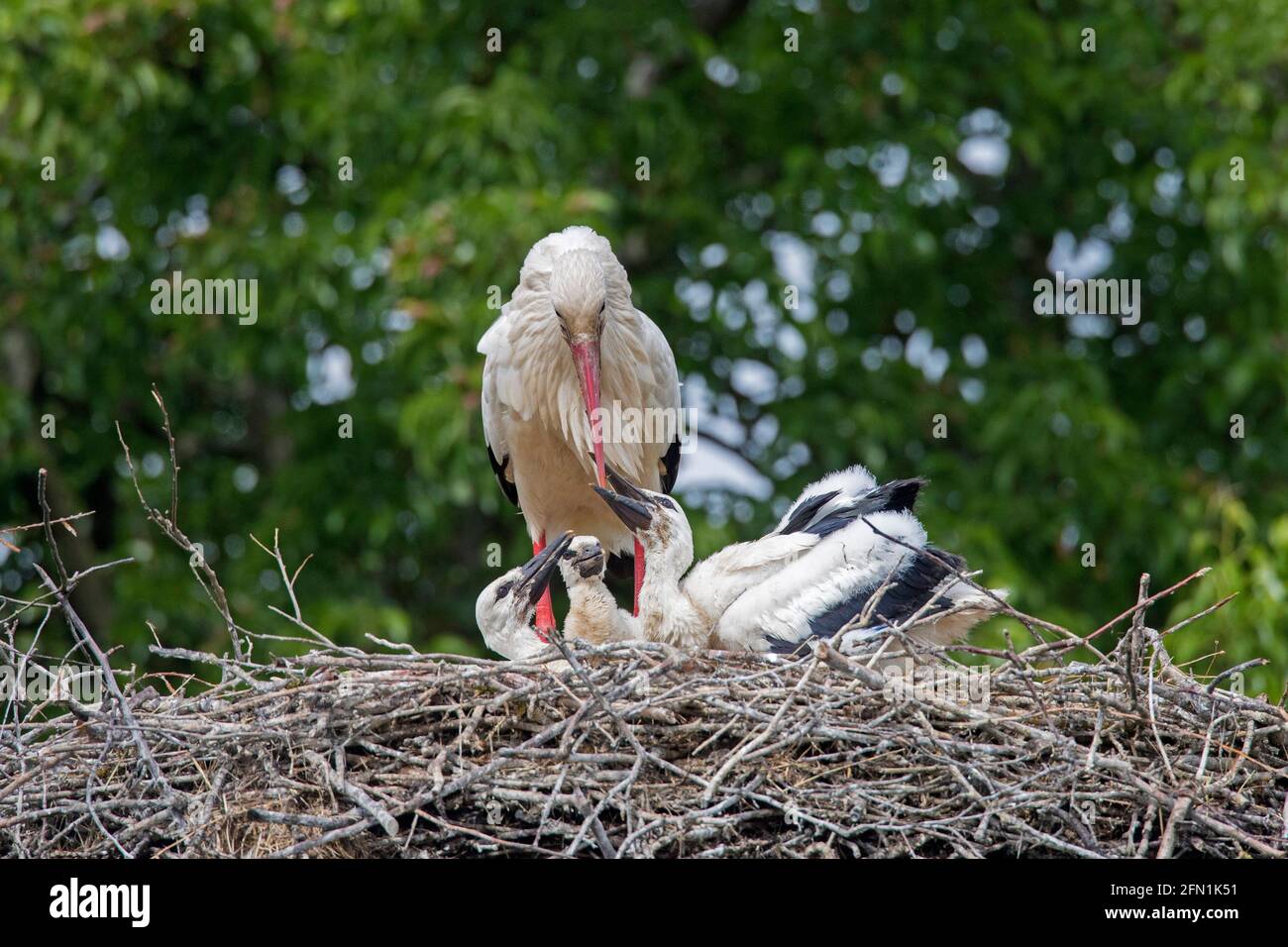 White storks (Ciconia ciconia) adult parent feeding three chicks on the nest in spring Stock Photo