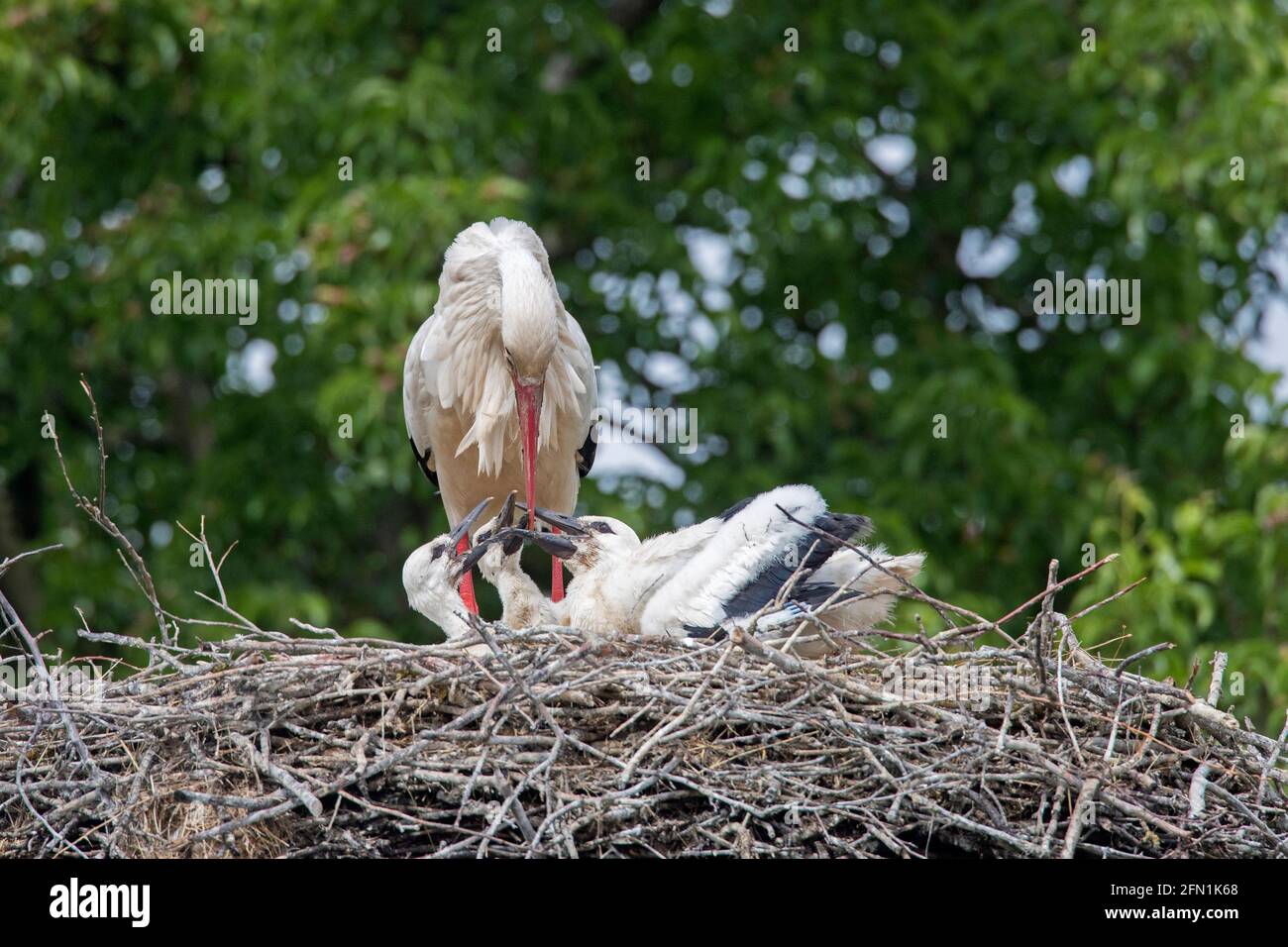White storks (Ciconia ciconia) adult parent feeding three chicks on the nest in spring Stock Photo
