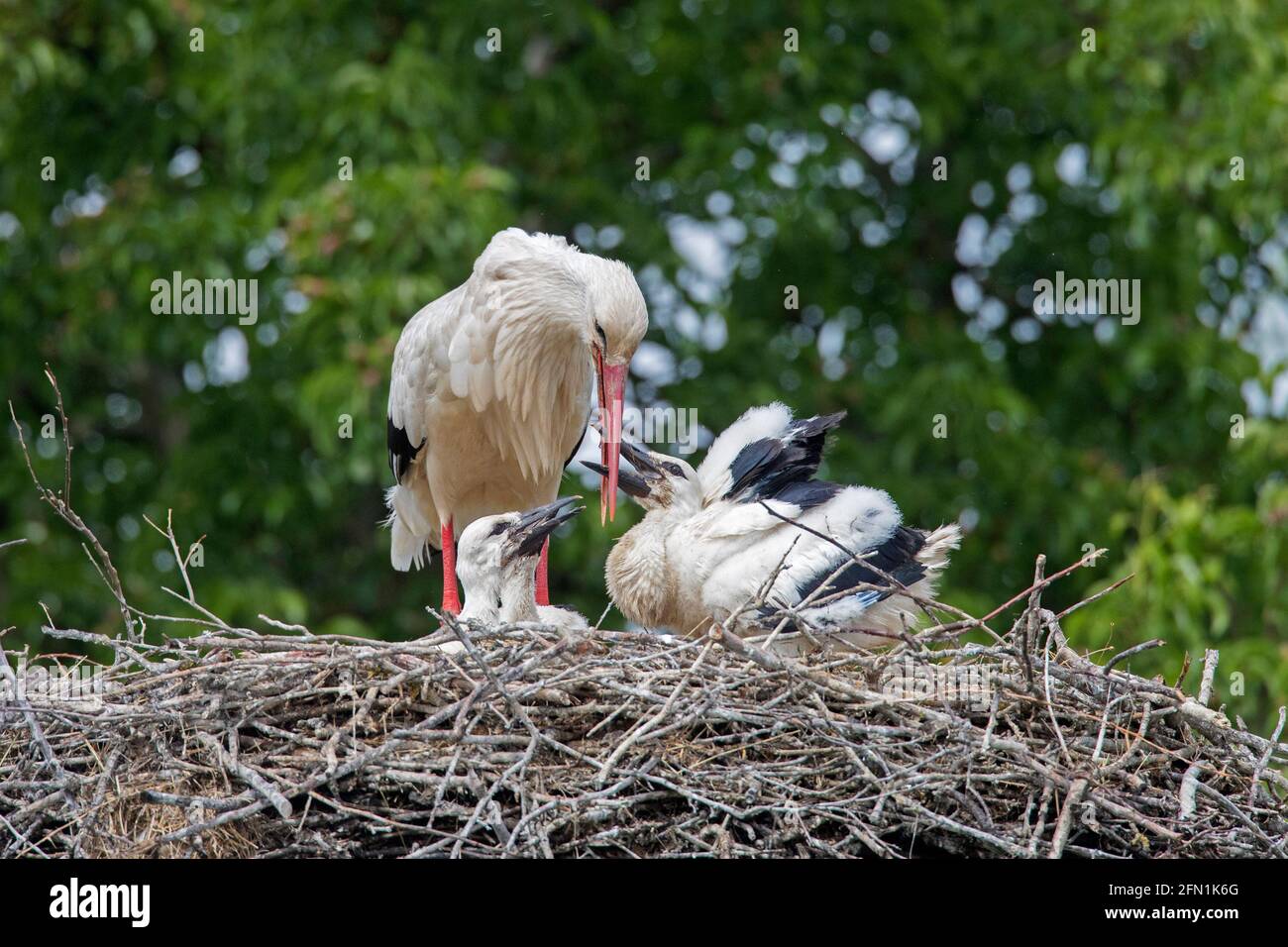 White storks (Ciconia ciconia) adult parent with three chicks begging for food in the nest in spring Stock Photo
