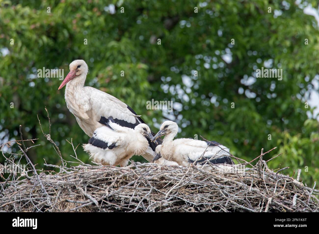 White storks (Ciconia ciconia) adult parent with three chicks on the nest in spring Stock Photo