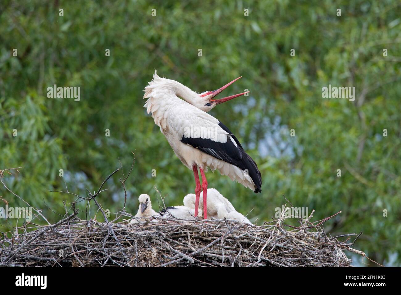 White storks (Ciconia ciconia) adult parent with three chicks calling from the nest in spring Stock Photo
