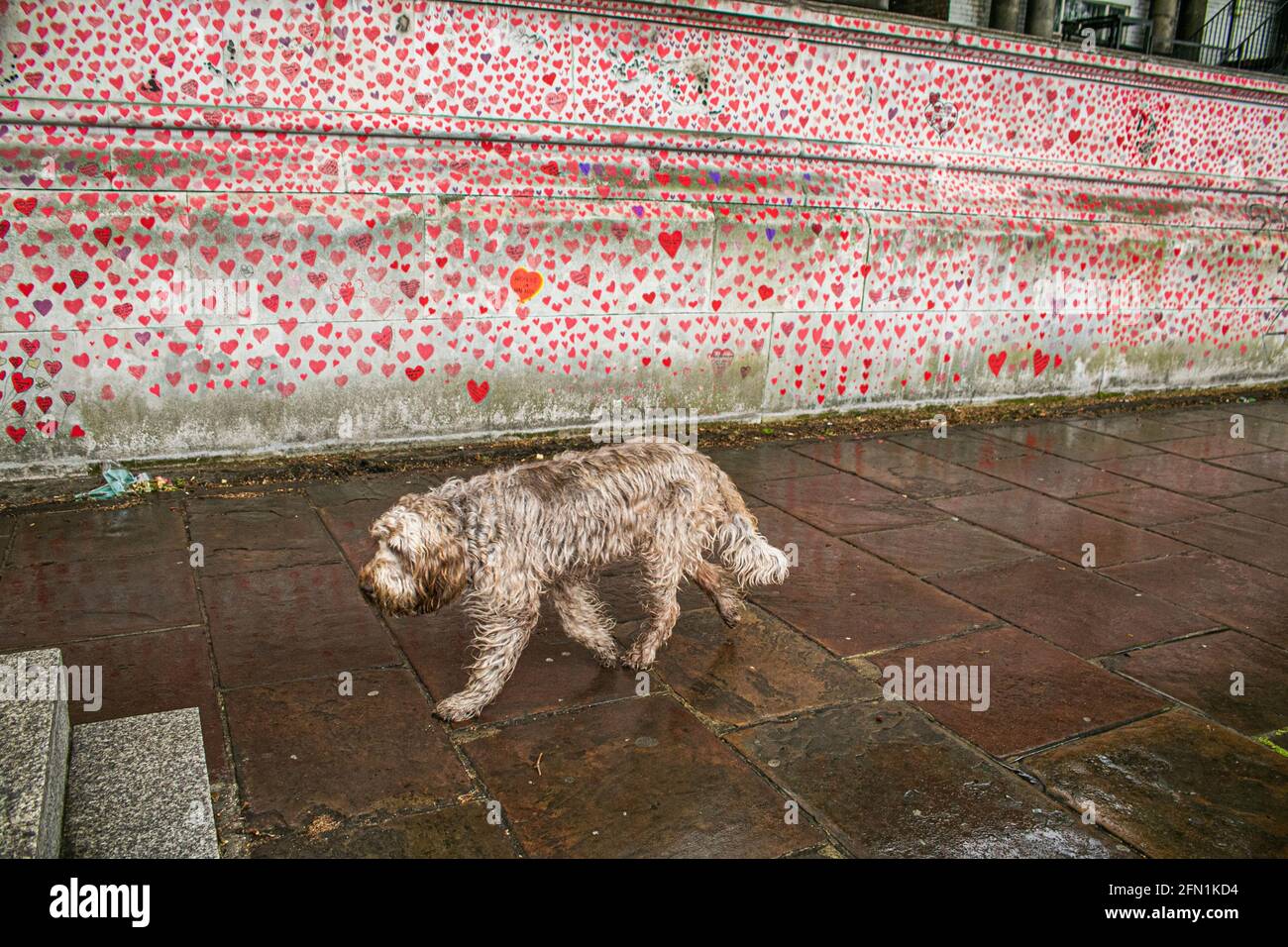 WESTMINSTER LONDON 13 May 2021.  A dog runs past The wall of hearts at the National Covid Memorial Wall along the Thames embankment dedicated to bereaved families for Justice UK. Prime Minister Boris Johnson has announced  to hold an independent  public inquiry which will be held in 2022 into the government’s handling of the coronavirus pandemic that  has claimed 150,000 lives and to appoint a chair and  panellists.  Credit amer ghazzal/Alamy Live News Stock Photo