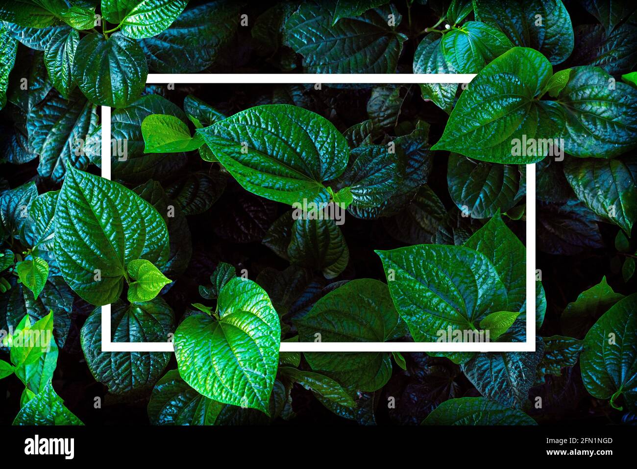 Green leaf background hi-res stock photography and images - Alamy
