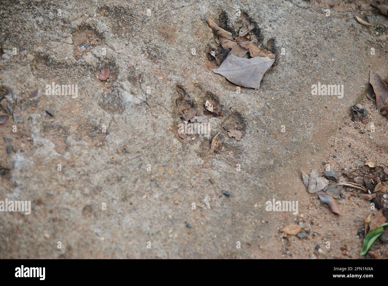 the dusty footprints of a dog Stock Photo