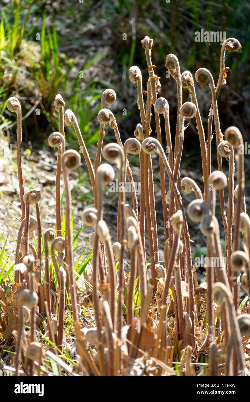 Royal fern, Osmunda regalis young fronds unfolding in spring shoots Stock Photo