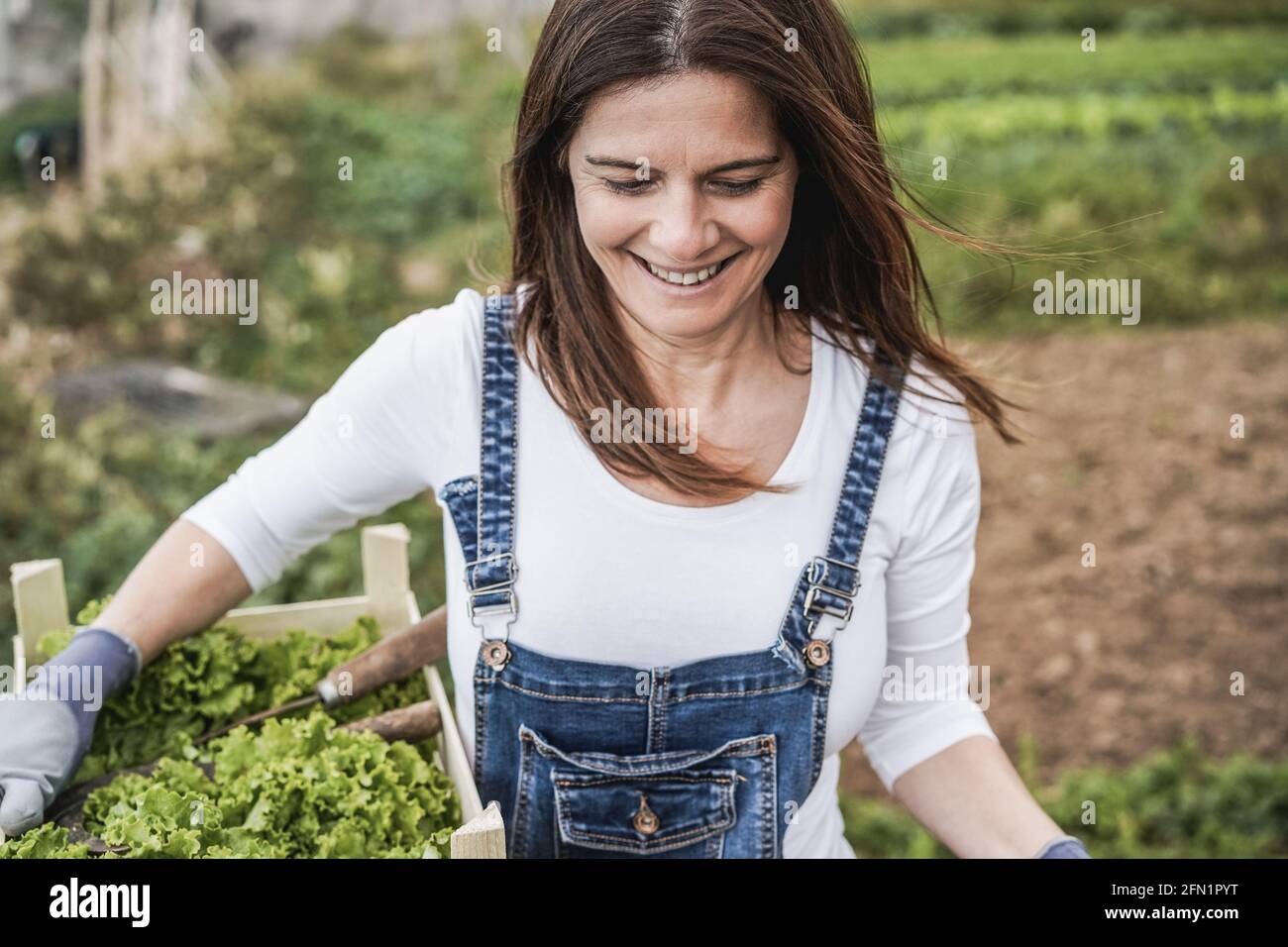 Mature farmer woman holding wood box with fresh organic lettuce - Focus ...