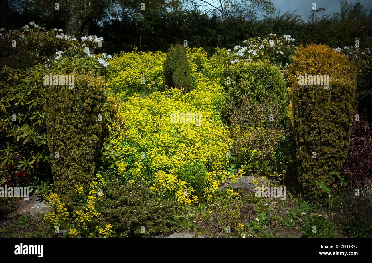 Trees & bushes on Mount Leinster, County Carlow, Ireland, Europe Stock  Photo - Alamy