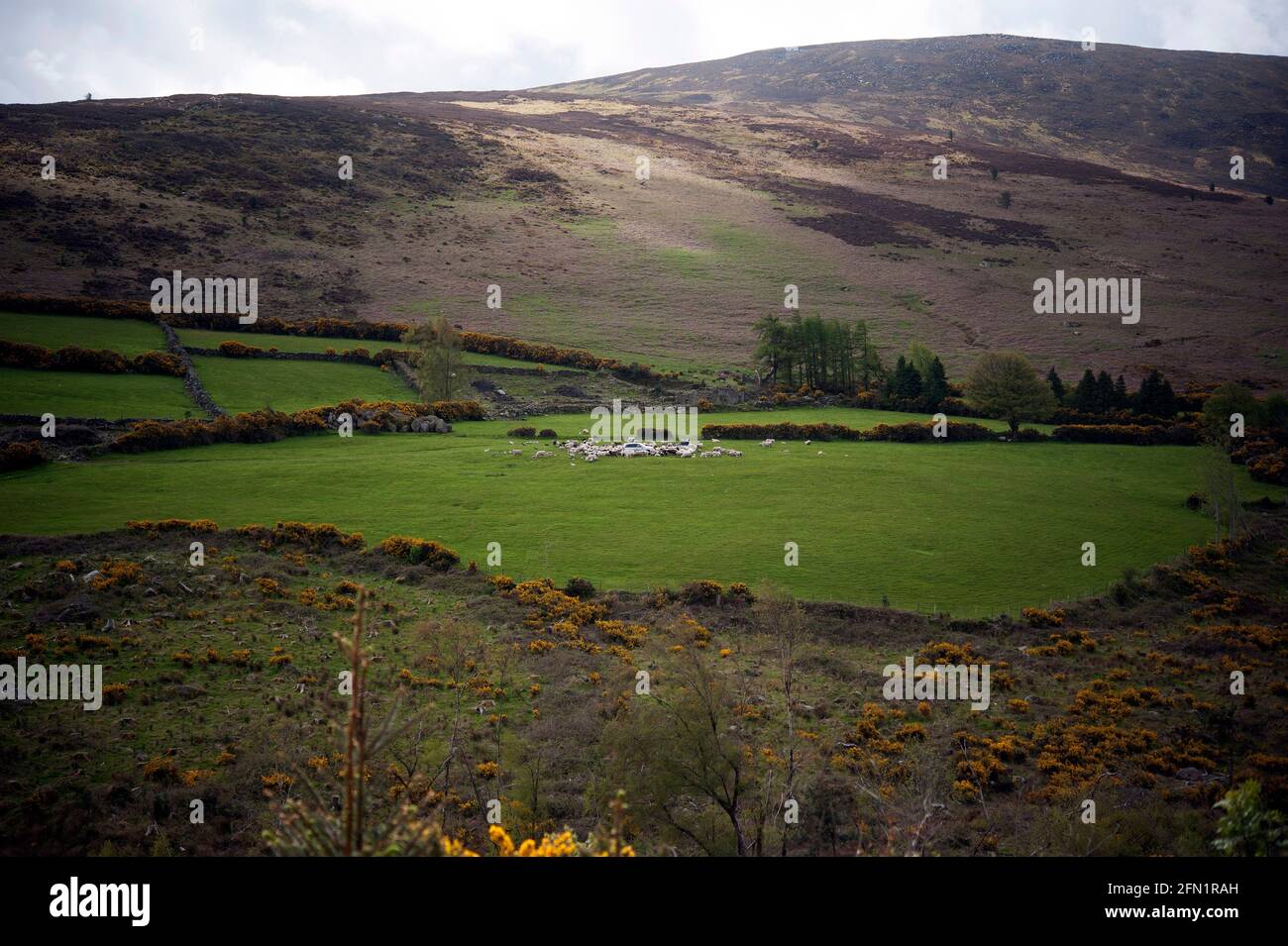 Farmer feed his sheep on Mount Leinster, County Carlow, Ireland, Europe Stock Photo