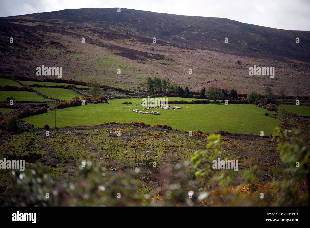 Farmer feed his sheep on Mount Leinster, County Carlow, Ireland, Europe Stock Photo