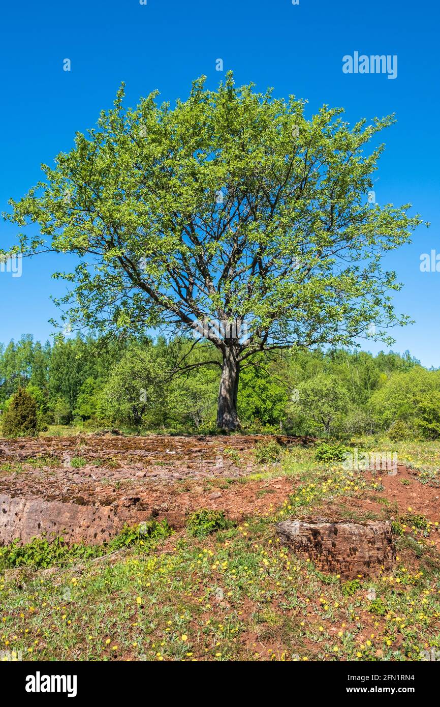 Lush green single tree on a alvar with limestone bedrock Stock Photo ...