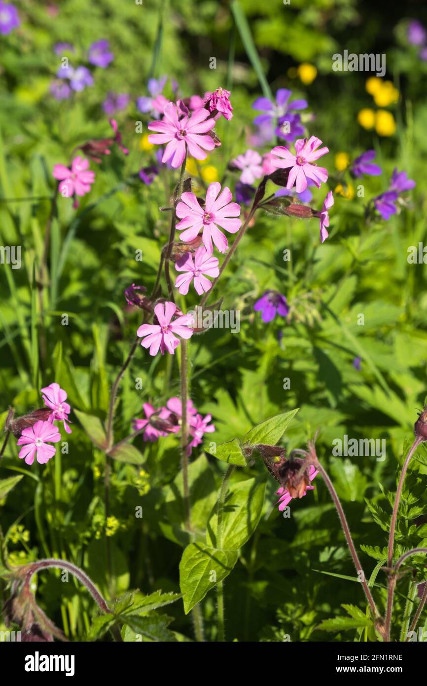 Red campion flowers blooming in the summer on a meadow Stock Photo