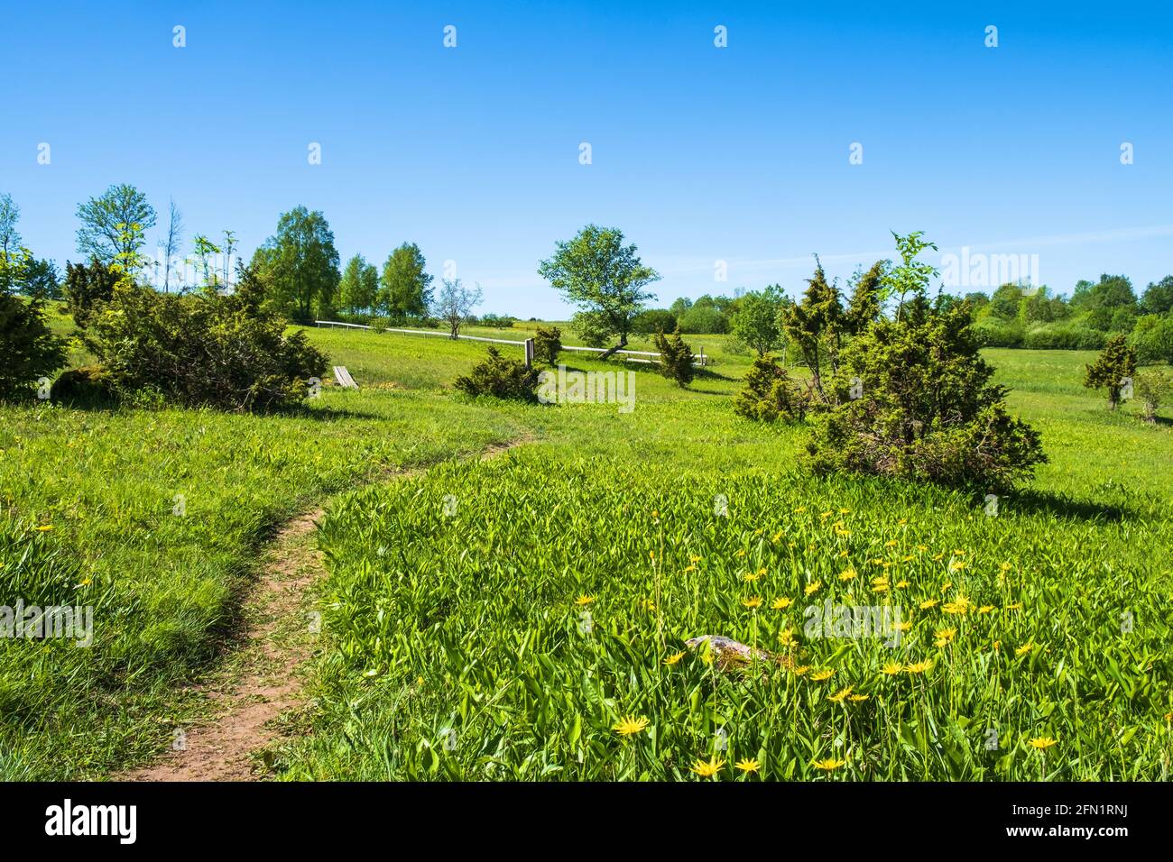 Footpath on a flowering meadow in summer Stock Photo