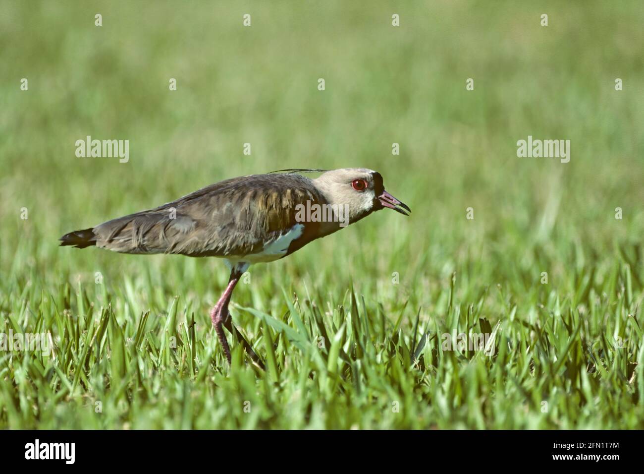 Southern Lapwing Venellus chilensis Iguazu, Argentina BI019534 Stock Photo