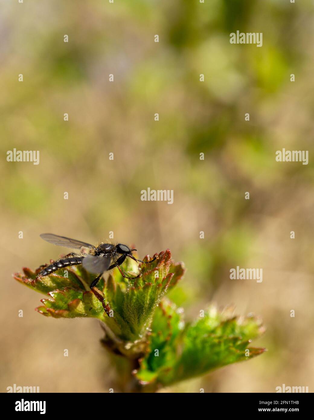 Vertical shot of a bibionidae on a green plant Stock Photo
