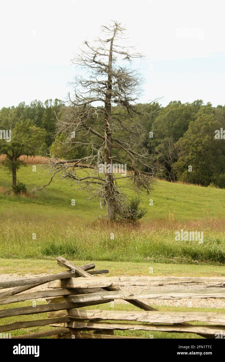 Still standing dead coniferous tree Stock Photo