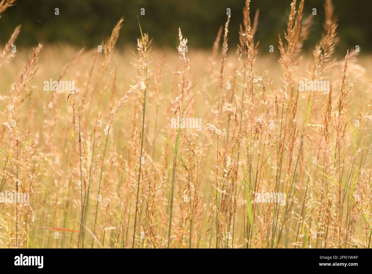Field of Indian grass (Sorghastrum nutans) in Virginia, USA Stock Photo