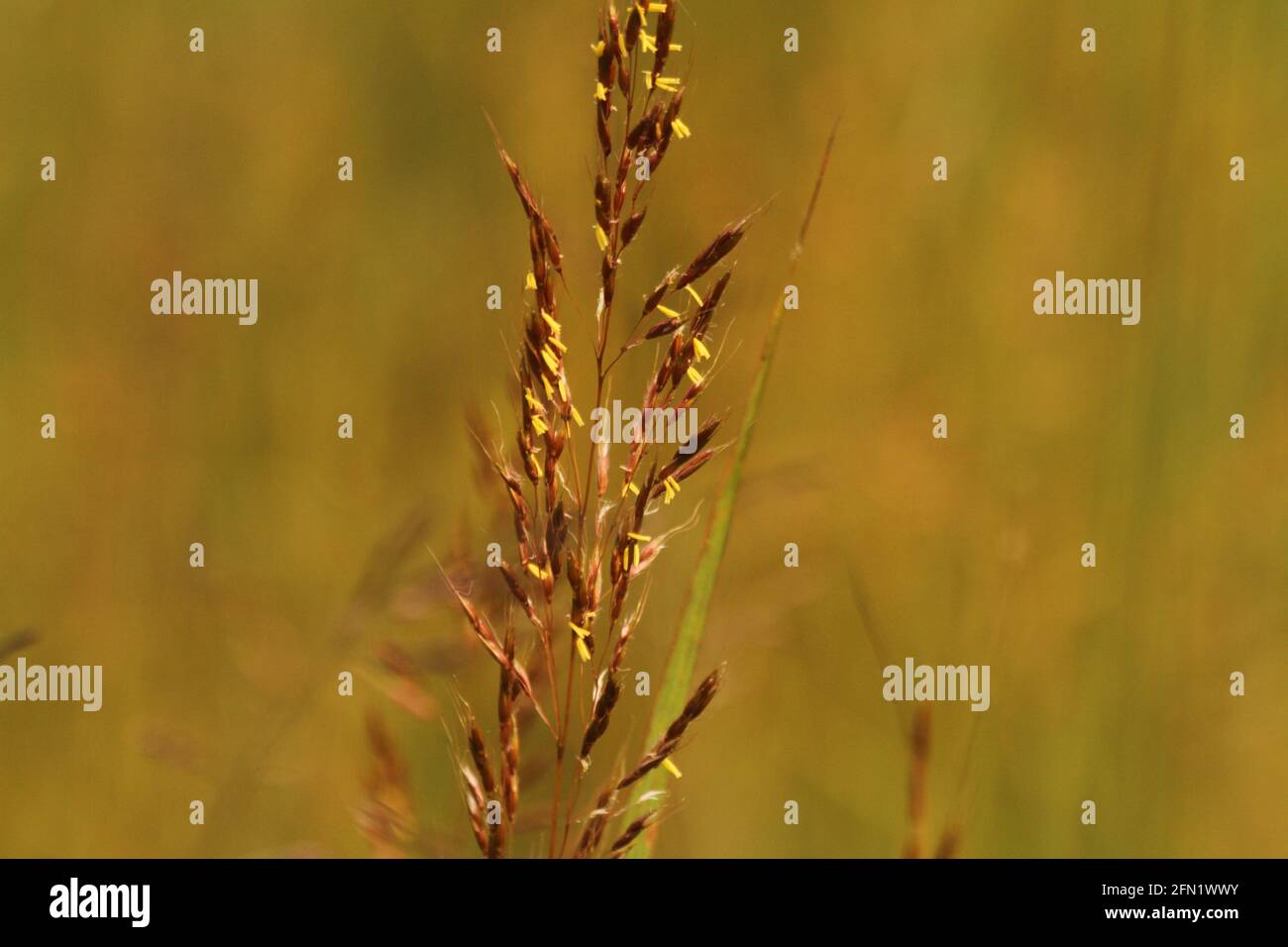 Close-up of Indian grass (Sorghastrum nutans) in bloom Stock Photo