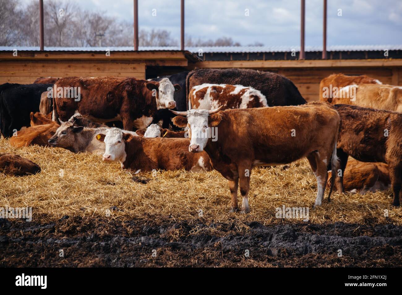 Marbled meat cows in free open stall Stock Photo Alamy