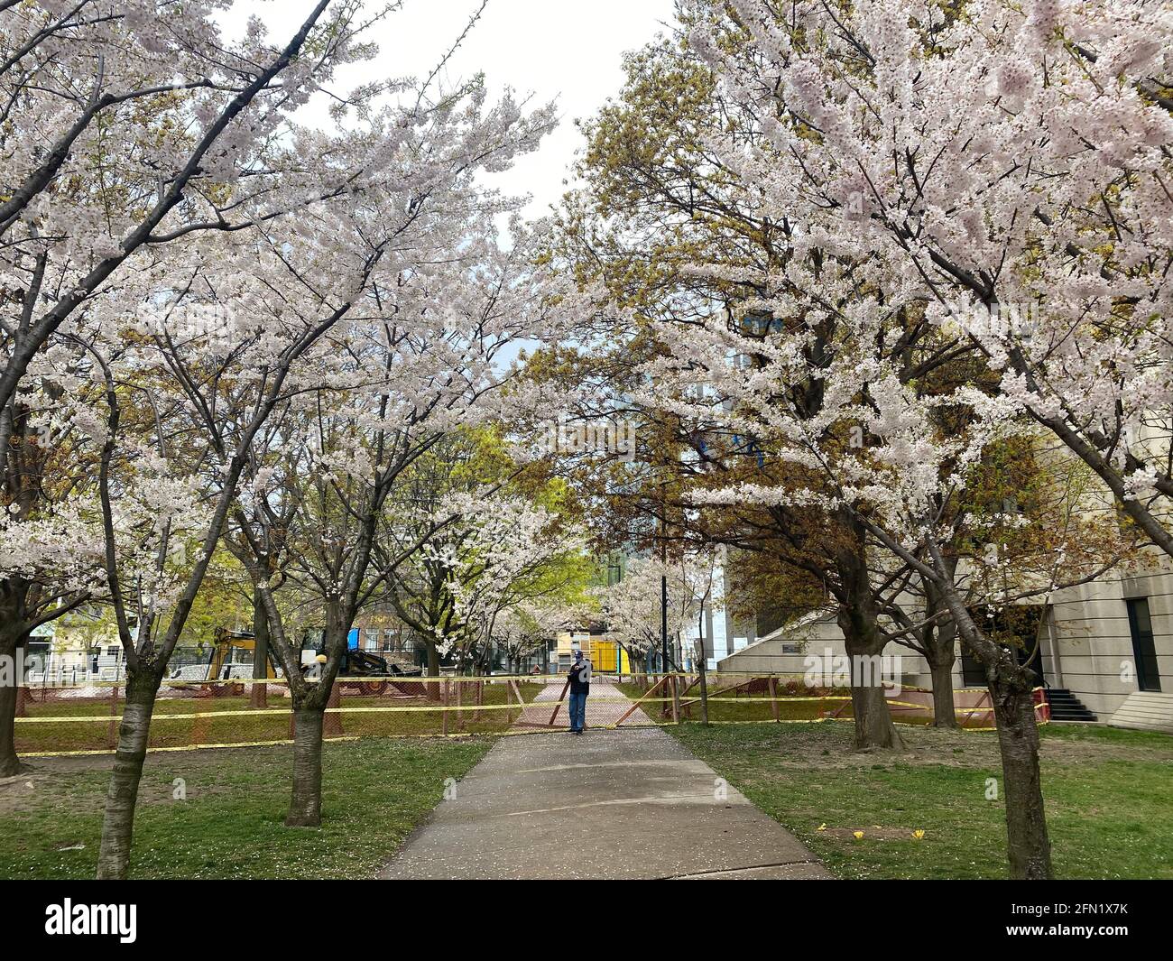 CHERRY BLOSSOMS AT UNIVERSITY OF TORONTO Stock Photo Alamy