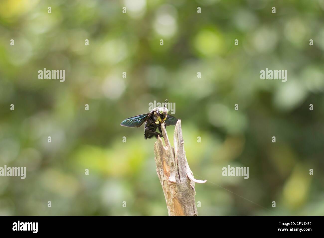 Bee on a dead branch. Stock Photo