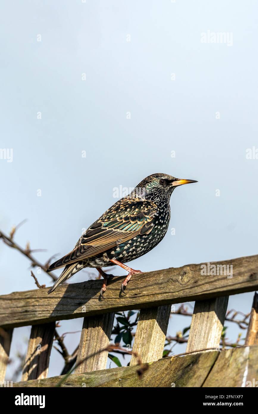 Common Starling ( Stunus vulgaris ) bird perched on a fence which is found in the UK and Europe, stock photo image Stock Photo