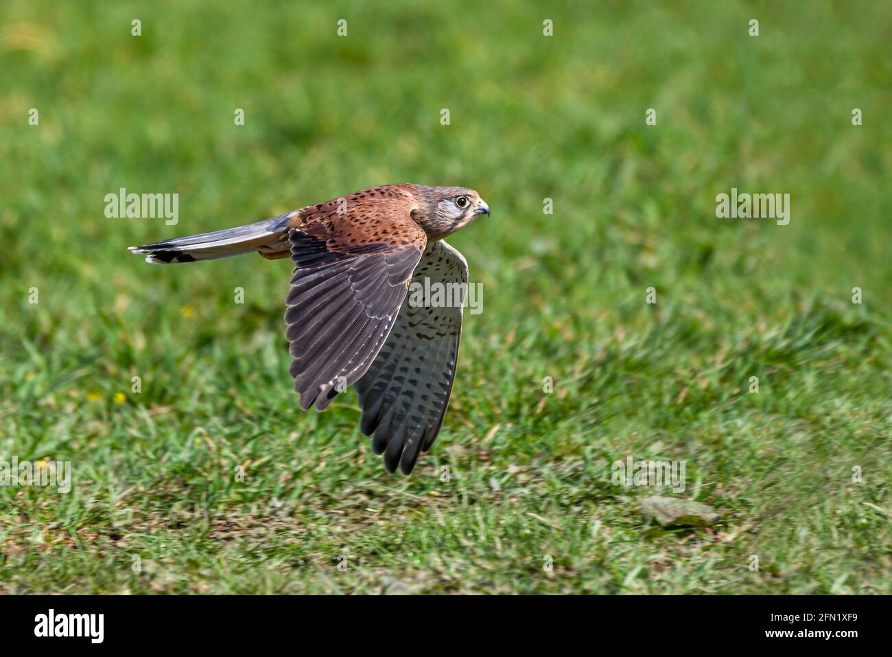 Kestrel (Falco tinnunculus) bird of prey flying low in flight over a grass field, stock photo image Stock Photo