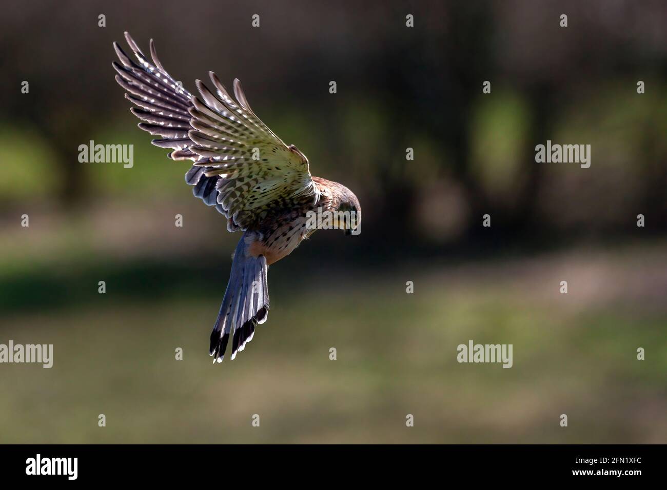 Kestrel (Falco tinnunculus) bird of prey hovering in flight with copy space, stock photo image Stock Photo