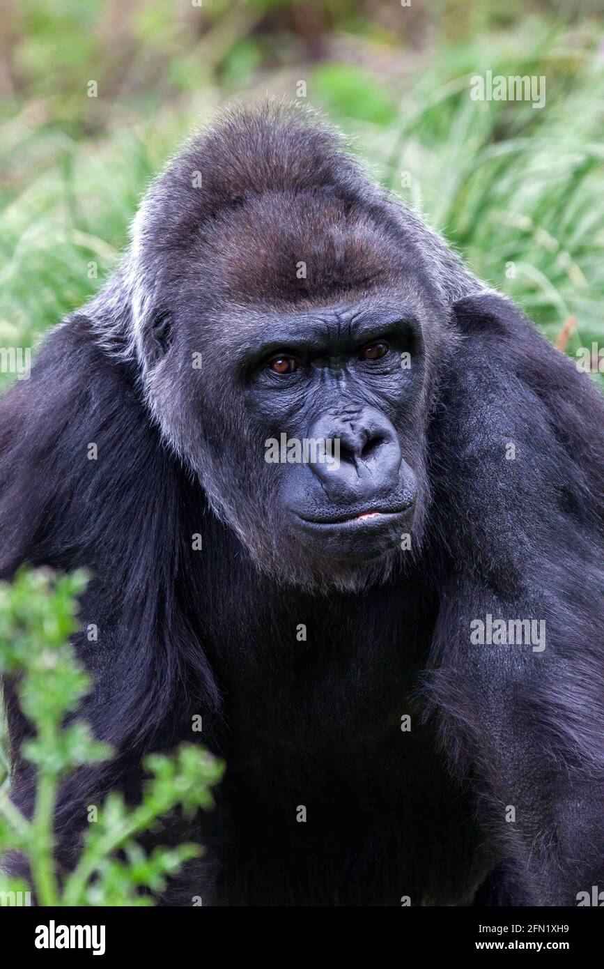 Western Lowland Gorilla an African male silverback which is found in the tropical rain forest of Africa, stock photo image Stock Photo