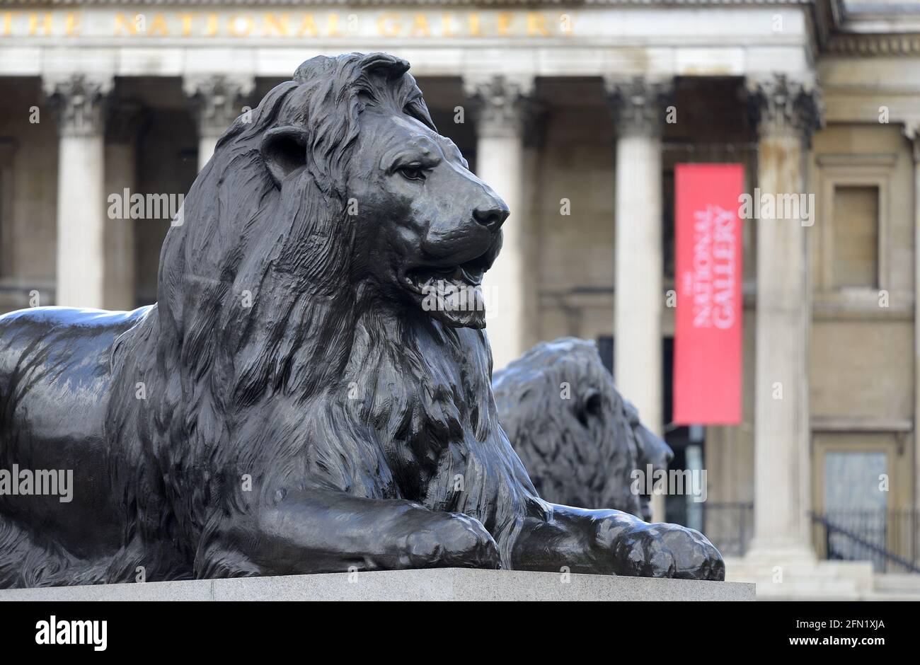 London, England, UK. Trafalgar Square: one of the four 'Landseer Lions' (Edwin Landseer: 1867) around the base of Nelson's Column - National Gallery i Stock Photo