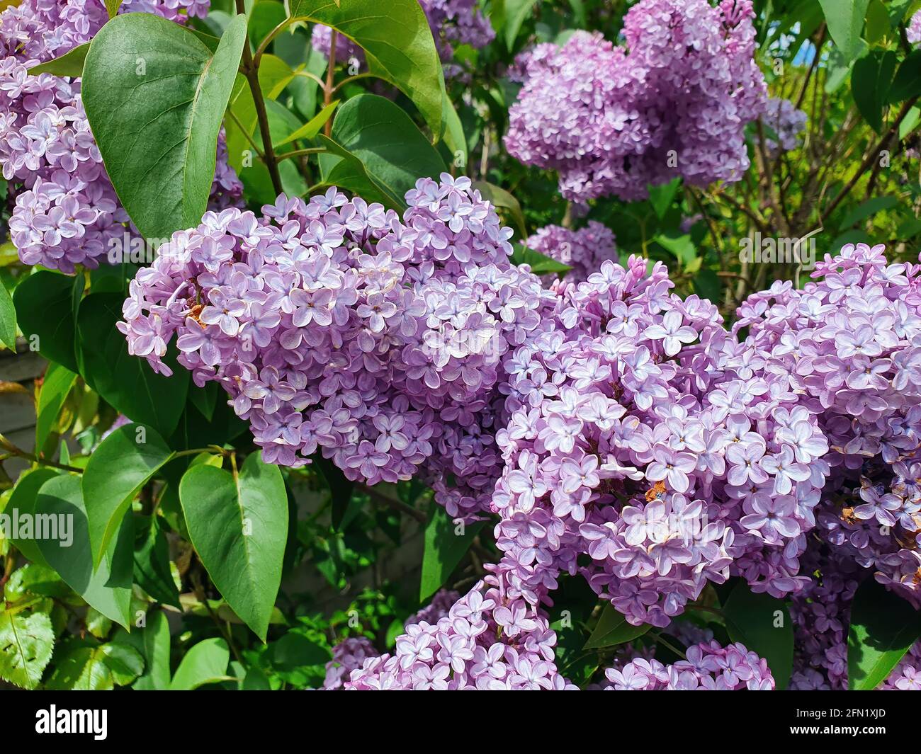 Lilac (syringa) a spring flowering shrub plant with a purple springtime flower, stock photo image Stock Photo