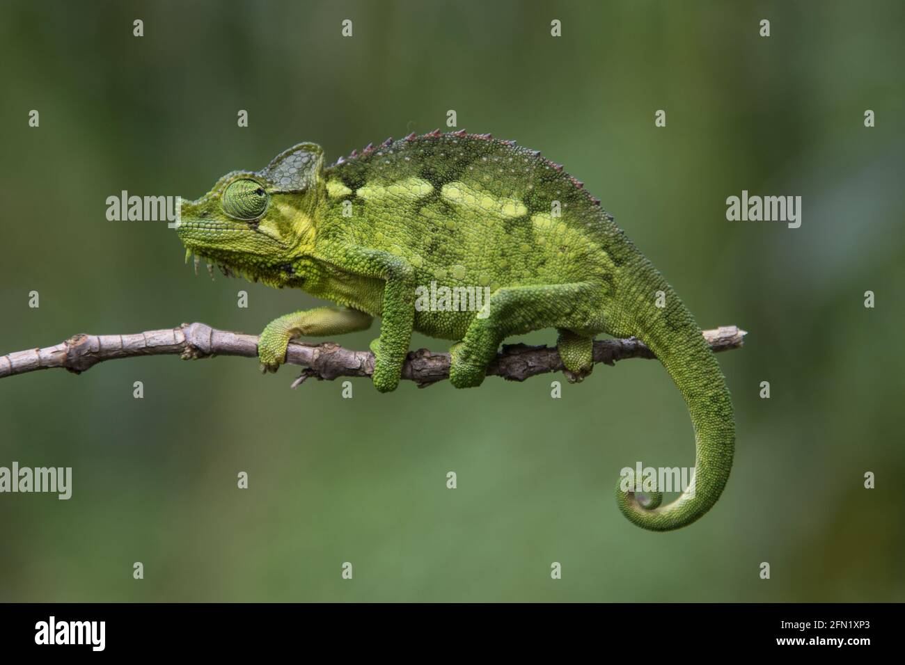 Green cameleon sits on a thin branch against a soft green background Stock Photo