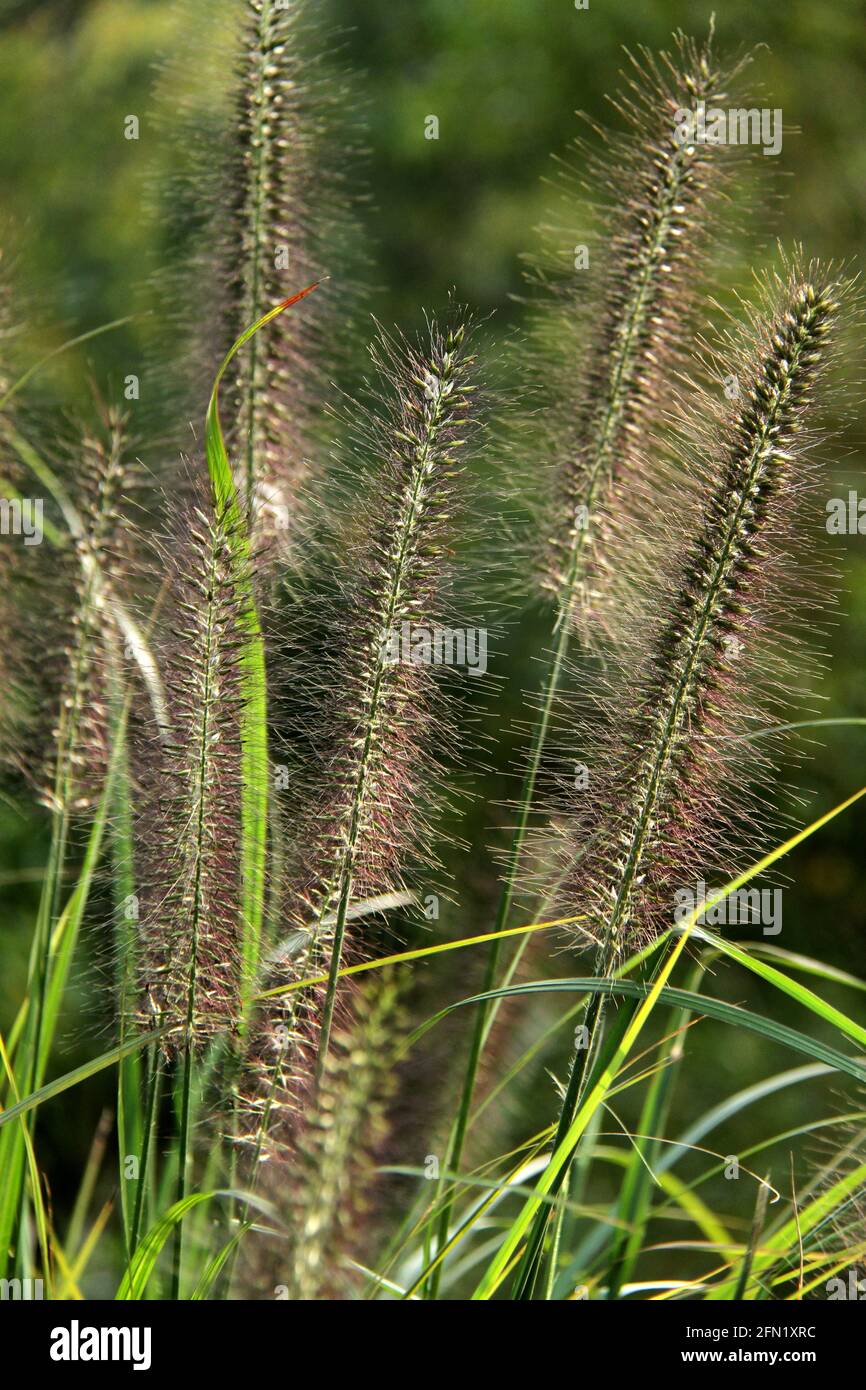 Bottlebrush grass growing in the wild in Virginia, USA Stock Photo