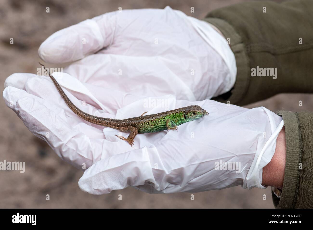 Sand lizard (Lacerta agilis), a captive-bred immature male animal being released into suitable heathland habitat in Surrey, UK. Wildlife conservation. Stock Photo