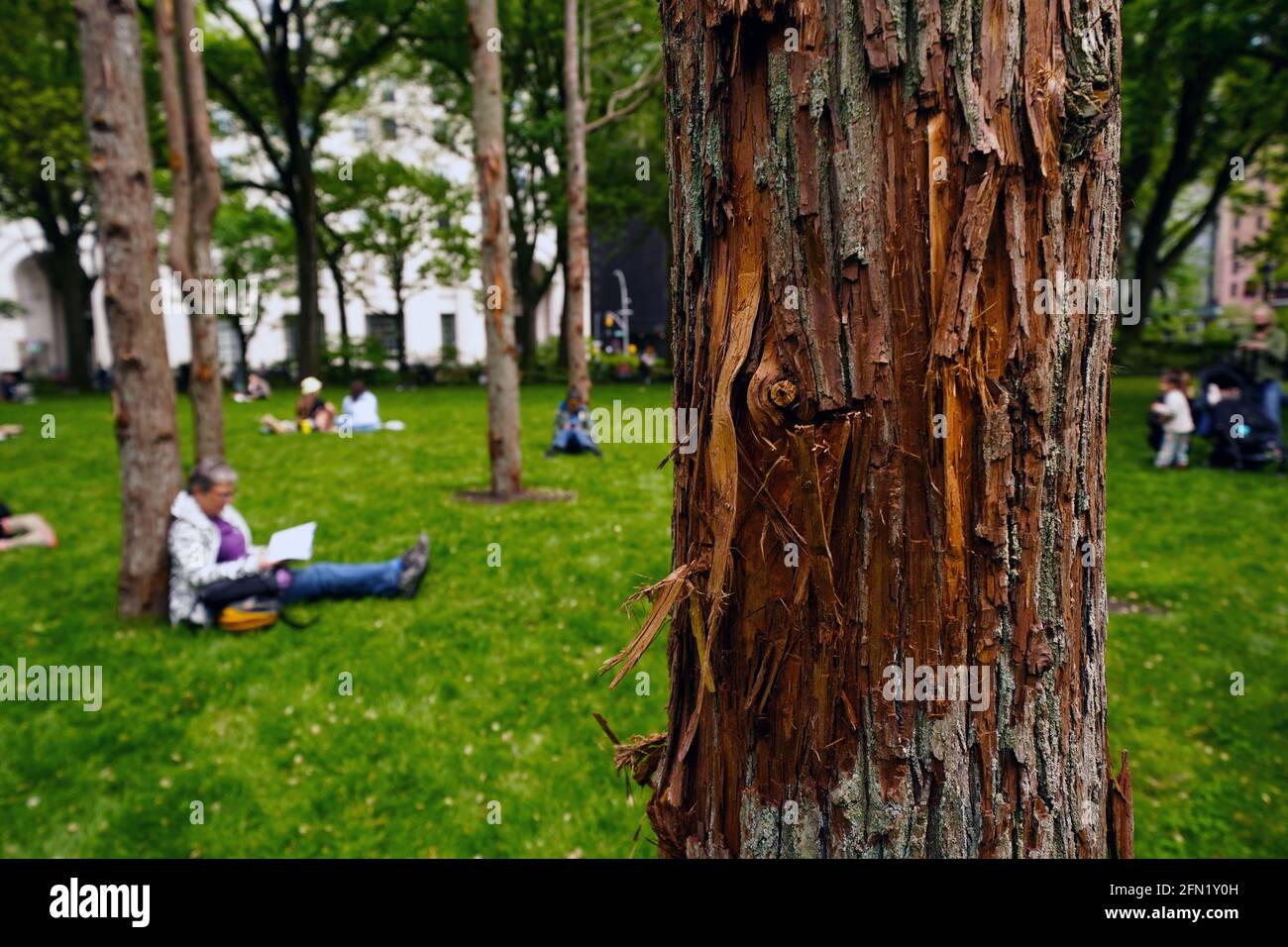 New York City, New York, 13 May 2021: Visitors sit amongst Ghost Forest, a site responsive installation by artist and designer Maya Lin, in New York City’s Madison Square Park on the day of its opening to the public.  The installation consists of forty-nine Atlantic white cedar trees, victims of salt water inundation, is intended to be a both symbol of the devastation of climate change and forest loss around the world, and call to individual action. Credit: Adam Stoltman/Alamy Live News Stock Photo