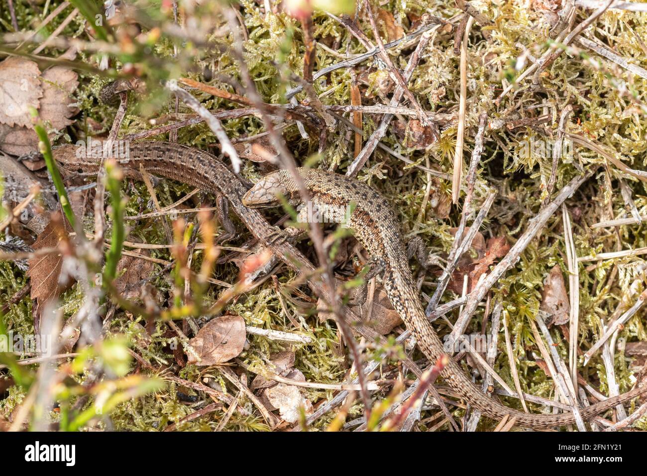 Mating behaviour in common (viviparous) lizard (Zootoca vivipara). Male animal gripping the female in his mouth, Surrey heathland, UK, during May Stock Photo