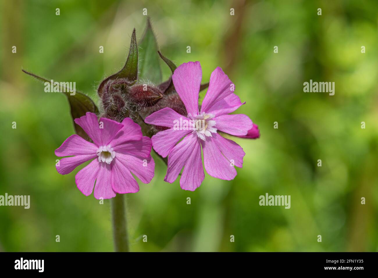 Red campion (Silene dioica) wildflower flowering in May, UK Stock Photo