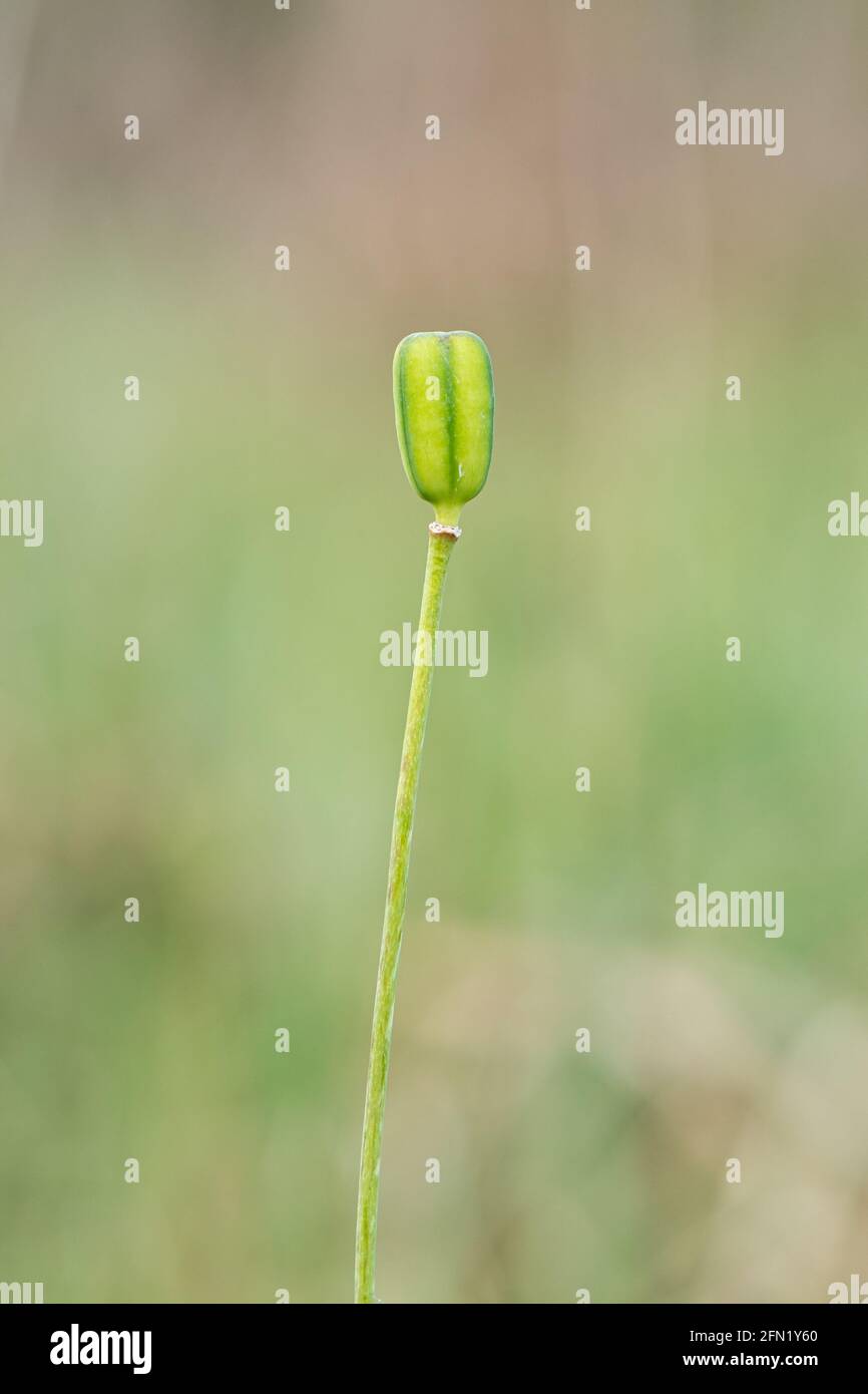 Seed pod (seedpod) of a snake's head fritillary (Fritillaria meleagris) in a damp meadow during May, UK Stock Photo