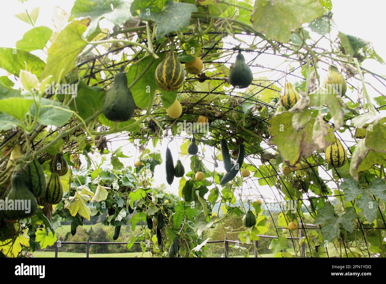 Gourds hanging hires stock photography and images Alamy