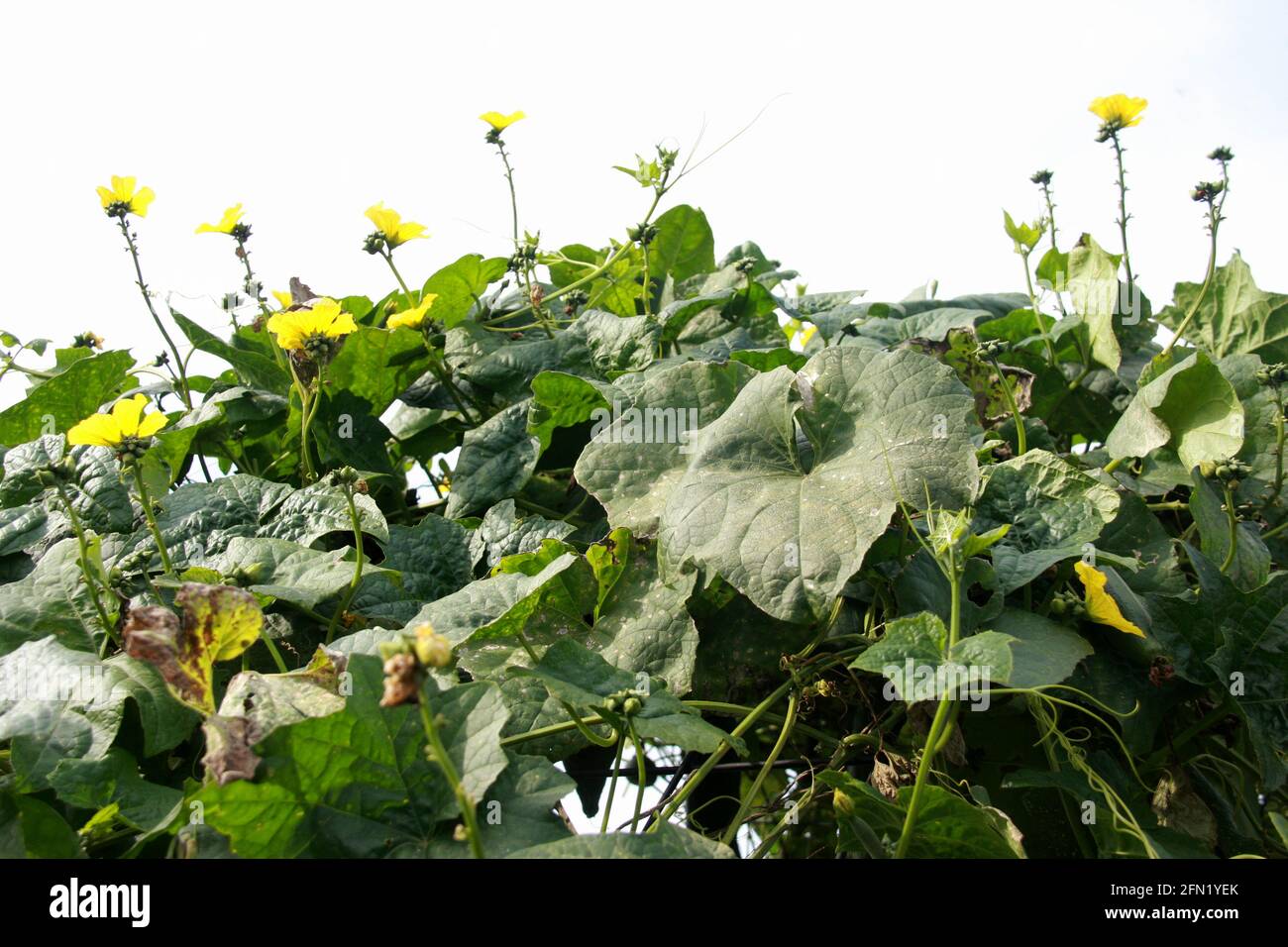 Ornamental squash vine in bloom Stock Photo Alamy