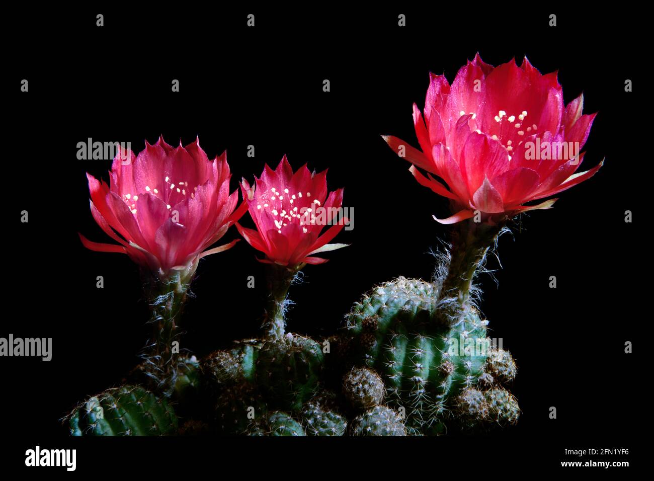 Close Up Red Flower Of Lobivia Cactus Against Dark Background Stock