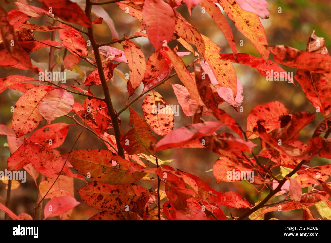 Closeup of a deciduous tree leaves changing colors in autumn Stock Photo Alamy