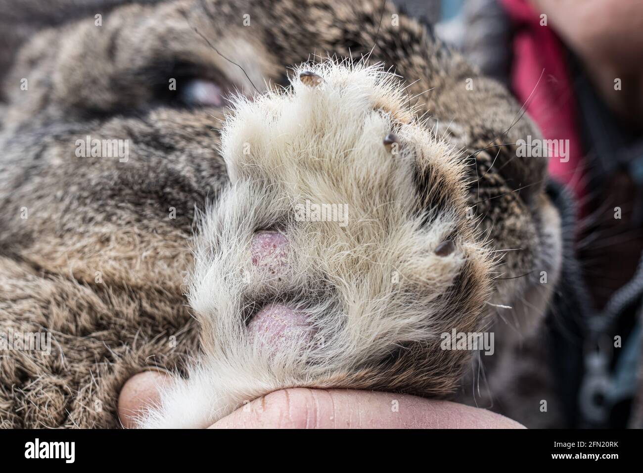 Pododermatite Pododermatitis in a rabbit on a paw is a disease, dermatitis, an ...
