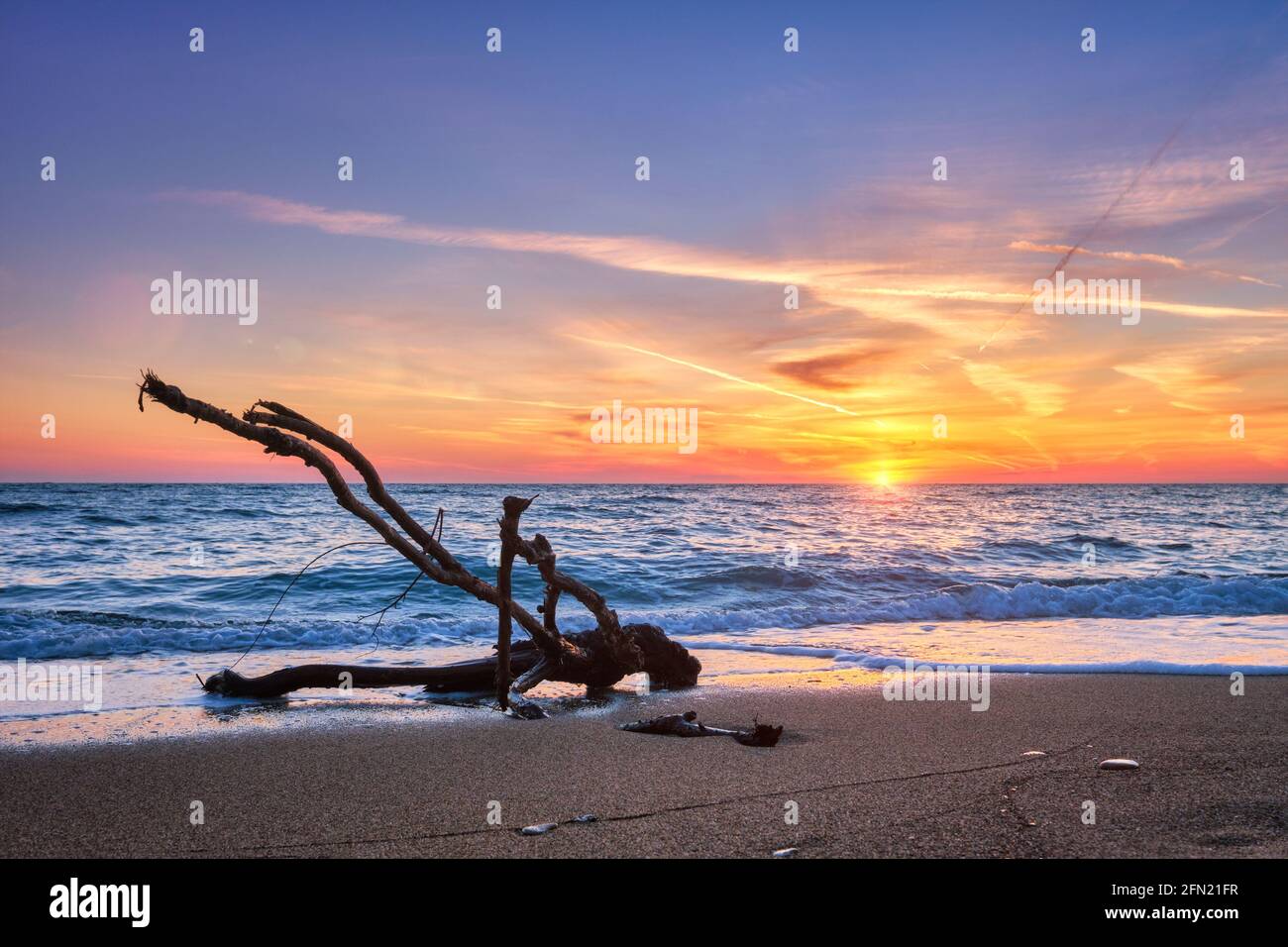 ld wood trunk snag in water at beach on beautiful sunset Stock Photo