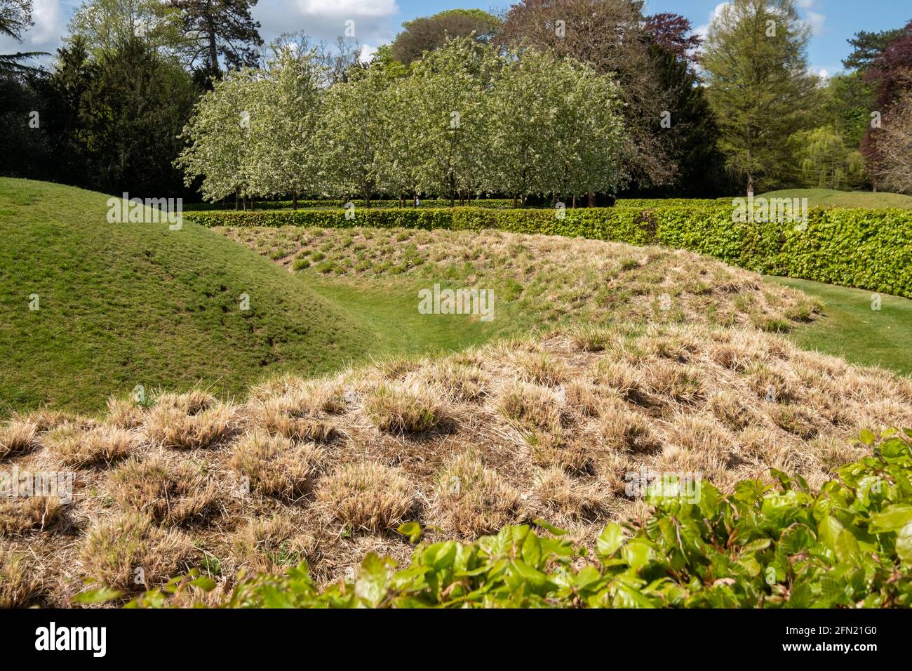 Clumps of ornamental grass in the Lynn Garden at Ascott House in the