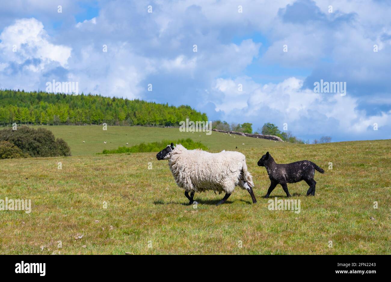 Sheep & lamb (Ovis aries) running on grass in a field in Spring in Arundel National Park on the South Downs in West Sussex, England, UK. Copy space. Stock Photo