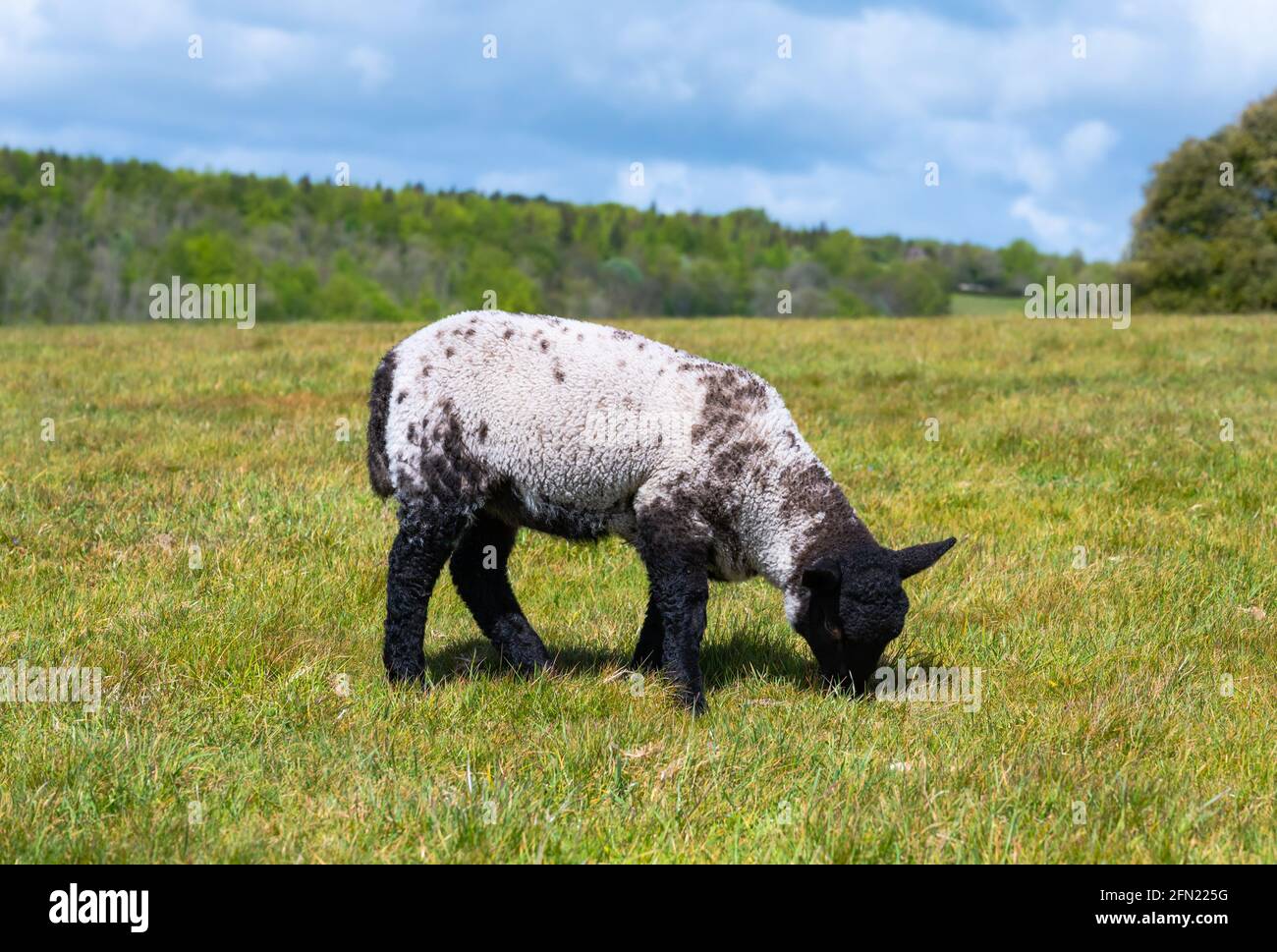 Lone lamb (Ovis aries) grazing on grass in a field in Spring in Arundel National Park on the South Downs in West Sussex, England, UK. Stock Photo