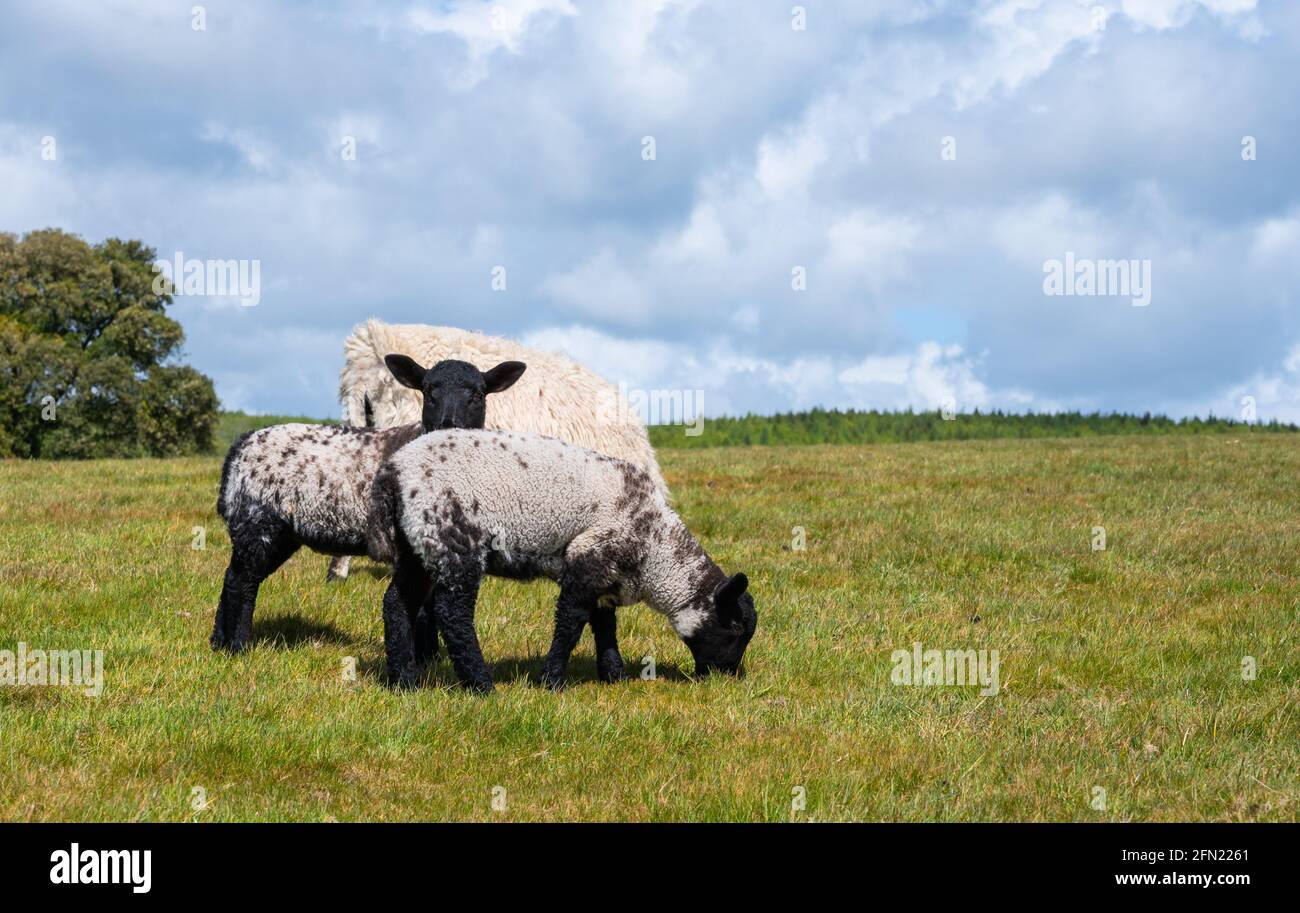 Spring lambs with a sheep (Ovis aries) grazing in a field in Spring in Arundel National Park on the South Downs in West Sussex, UK. Copyspace. Stock Photo