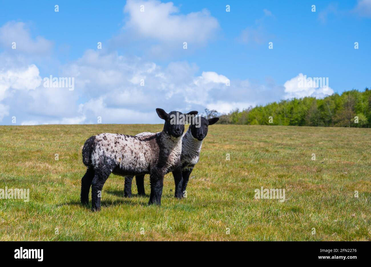 Pair of twin spring lambs (Ovis aries) standing on grass in a field in Spring in Arundel National Park on the South Downs in West Sussex, England, UK. Stock Photo