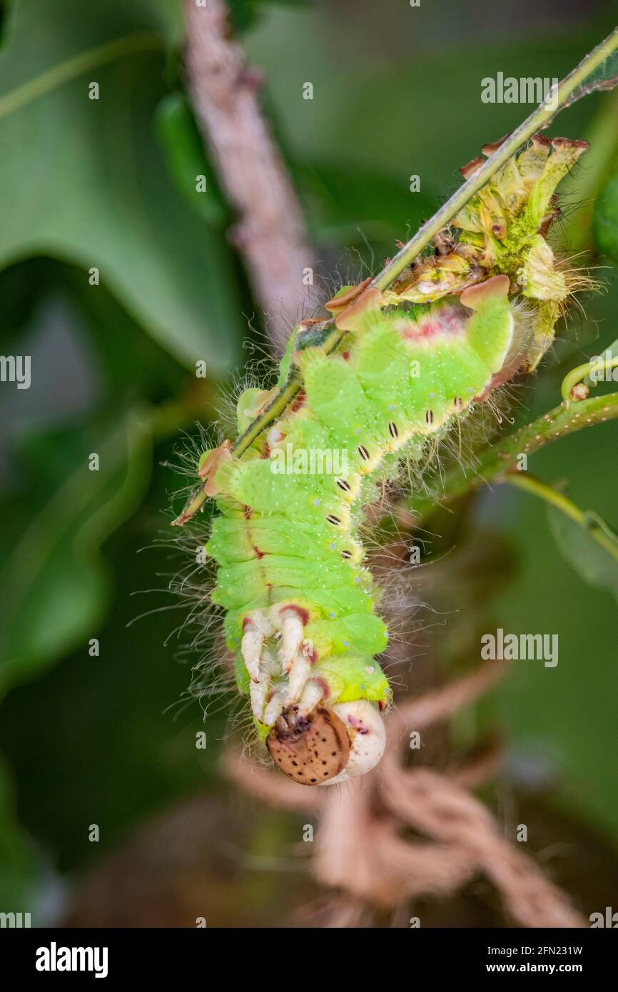 A caterpillar that is building its chrysalis before it metamorphoses